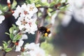 Shaggy bumblebee circling and flying over a blossoming Apple tree