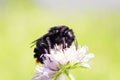 Shaggy bumblebee collecting nectar from pink flower in the meadow