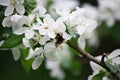 The shaggy bumblebee collects nectar from a white cherry tree flower. Royalty Free Stock Photo