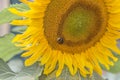 Shaggy bumblebee collects pollen yellow Royalty Free Stock Photo