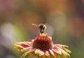 Shaggy bumblebee flies over a bright flower in the garden collects nectar pollinates Royalty Free Stock Photo