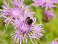 Shaggy Bumblebee Flower