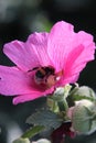 Shaggy bumblebee and flower mallow flower Royalty Free Stock Photo