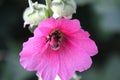 Shaggy bumblebee and flower mallow flower Royalty Free Stock Photo