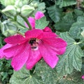 Shaggy bumblebee and flower mallow flower Royalty Free Stock Photo