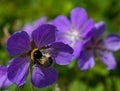 Shaggy bumblebee on a mountain flower