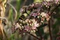 Shaggy bumblebee on pink and white inflorescences of Hylotelephium, succulent plants.