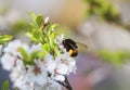 shaggy bumblebee pollinating a blossoming branch of a cherry spring