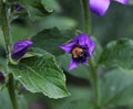 Shaggy bumblebee selected from the flower