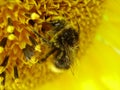 Shaggy bumblebee on a sunflower Royalty Free Stock Photo