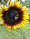 Shaggy bumblebee on the sunflower Royalty Free Stock Photo