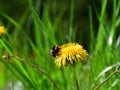 Shaggy bumblebee on a yellow dandelion.