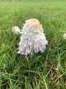 Shaggy cap mushroom