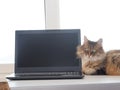 Shaggy cat with laptop. concept of computer consultation Royalty Free Stock Photo