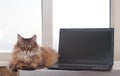 Shaggy cat with laptop. concept of computer consultation Royalty Free Stock Photo