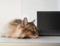 Shaggy cat with laptop. concept of computer consultation Royalty Free Stock Photo