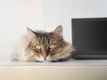 Shaggy cat with laptop. concept of computer consultation Royalty Free Stock Photo