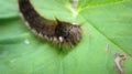 Shaggy caterpillar resting on a leaf