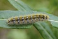 Shaggy caterpillar sits on leaf and eats it Royalty Free Stock Photo