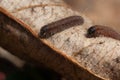 Shaggy caterpillars of the hawthorn crawled out from its winter nest. Close-up. Latin name Aporia crataegi