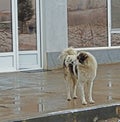 Shaggy Caucasian dog waiting outside the hotel