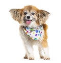Shaggy Chiuahua dog wearing a fun colored scarf, isolated on white