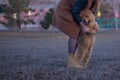 shaggy chow chow walks in the park in the evening