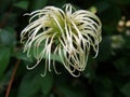 Shaggy. Clematis seed head with blurred green background. Royalty Free Stock Photo