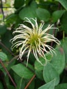 Shaggy. Clematis seed head with blurred green background. Royalty Free Stock Photo