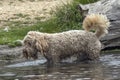 Shaggy Cockerpoo dog soaking wet