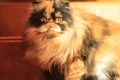 Shaggy colorful Persian cat