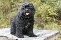 Shaggy curly coat Cockapoo dog with cataracts