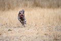 Shaggy dark brown dog racing around a dog park with tongue hanging out, dry summer day Royalty Free Stock Photo