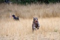 Shaggy dark brown dog racing around a dog park with tongue hanging out, dry summer day Royalty Free Stock Photo