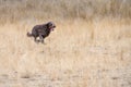 Shaggy dark brown dog racing around a dog park with tongue hanging out, dry summer day Royalty Free Stock Photo