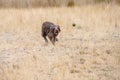 Shaggy dark brown dog racing around a dog park with tongue hanging out, dry summer day Royalty Free Stock Photo