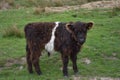 Shaggy Dark Brown and White Calf in Northern England