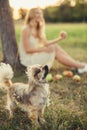 Shaggy dog with a black nose, in the background a girl with apples, walking out on the outdoors Royalty Free Stock Photo