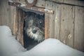 a shaggy dog looks out of the booth