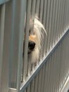 Shaggy dog nose behind bars sad brown canine in cage crate dog jail dog shelter adoption