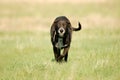 Shaggy dog roams the field