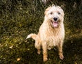 Shaggy dog sitting outside. Family pet. Royalty Free Stock Photo