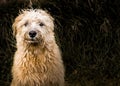 Shaggy dog sitting outside. Family pet. Royalty Free Stock Photo