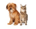 Shaggy Dog and Tabby Cat Sitting Together