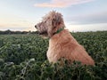 Shaggy Farm dog sitting in a field of soybeans keeping guard. Royalty Free Stock Photo