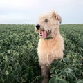 Shaggy Farm dog sitting in a field of soybeans keeping guard. Tongue hanging out of mouth. Royalty Free Stock Photo
