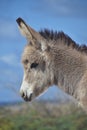 Very Sweet Side Profile of a Baby Donkey