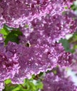 Shaggy fly on lilac colors Royalty Free Stock Photo