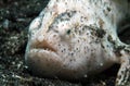 Shaggy Frogfish Royalty Free Stock Photo
