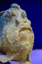 Shaggy frogfish, Antennarius hispidus Royalty Free Stock Photo